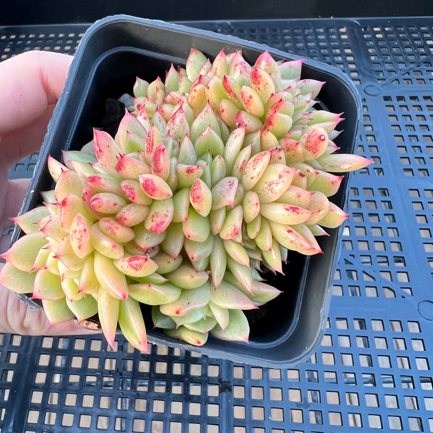 2205 Echeveria Gilva Crest