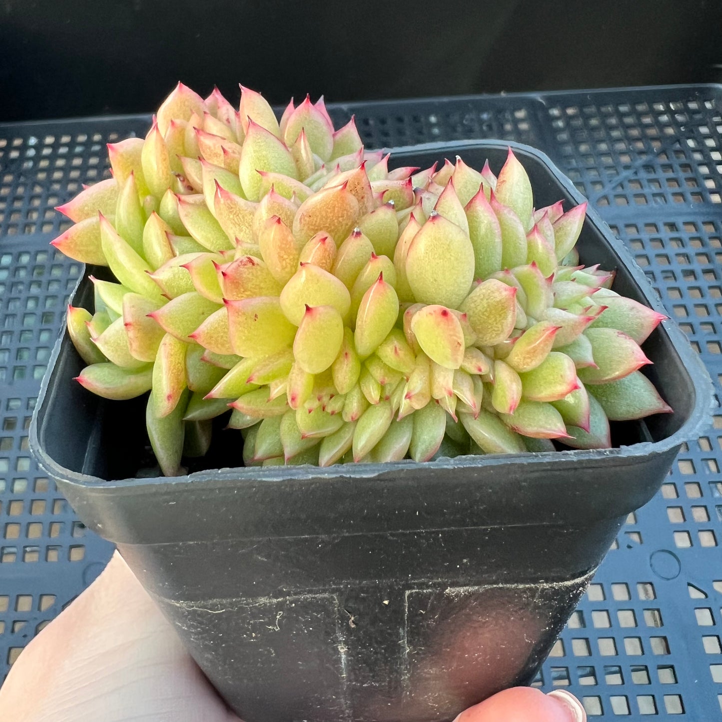 2205 Echeveria Gilva Crest