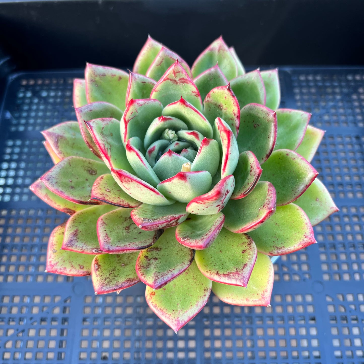 2205 Echeveria Mocha