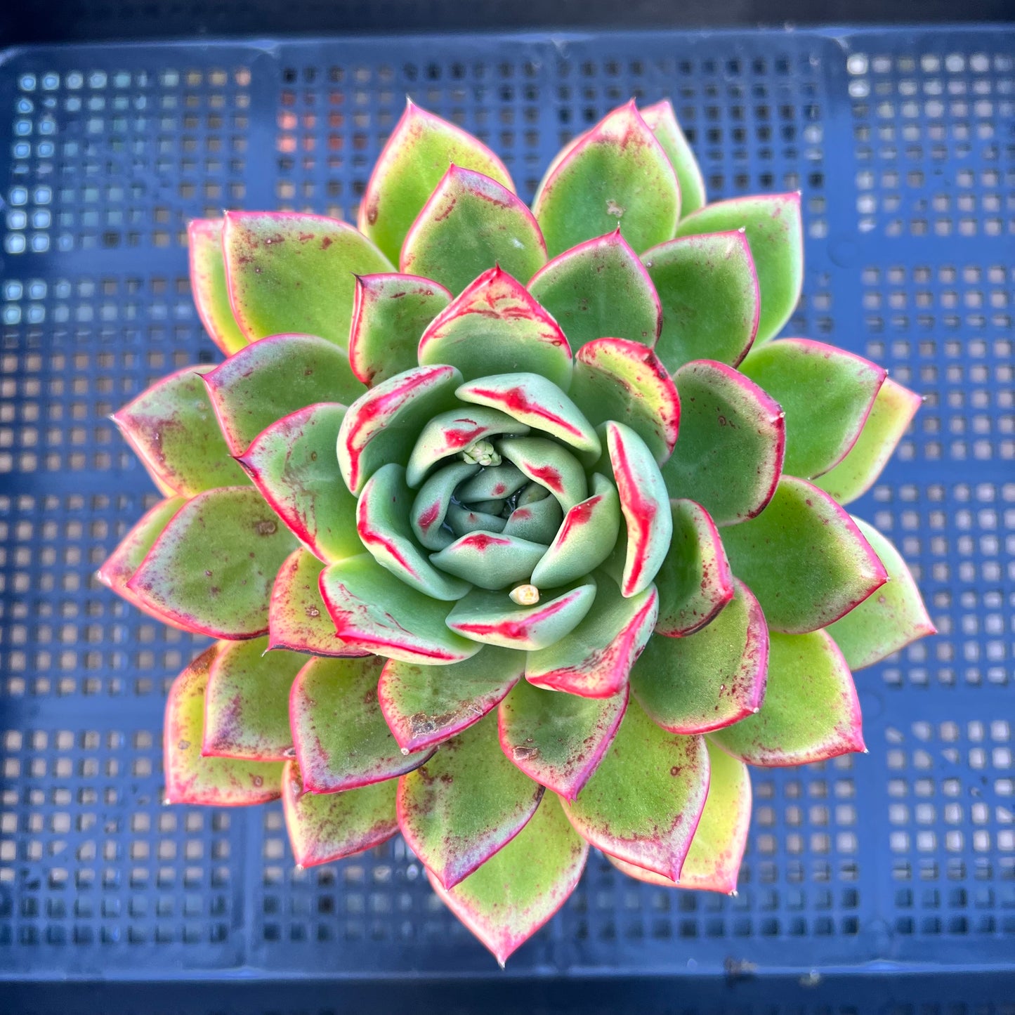 2205 Echeveria Mocha