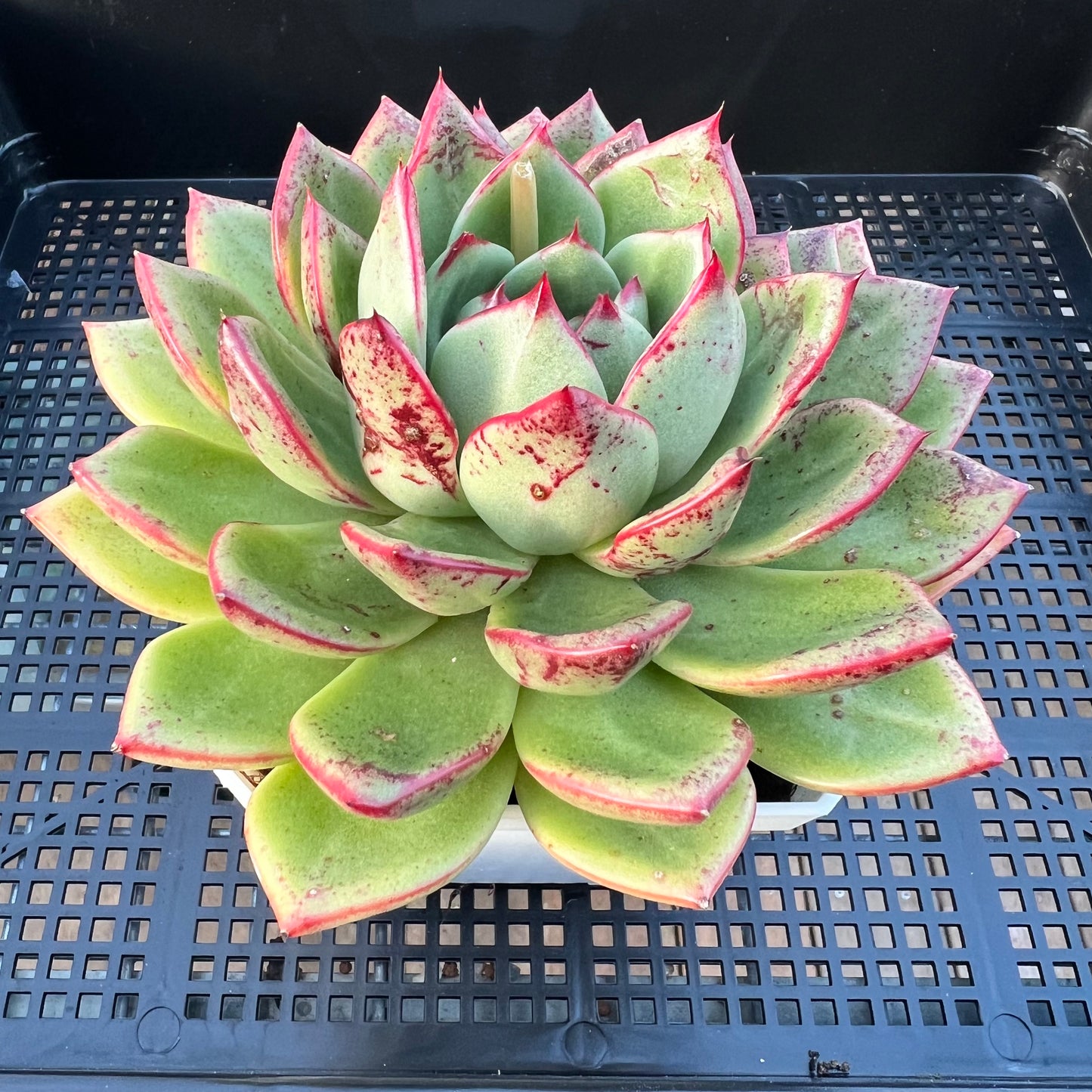 2205 Echeveria Mocha