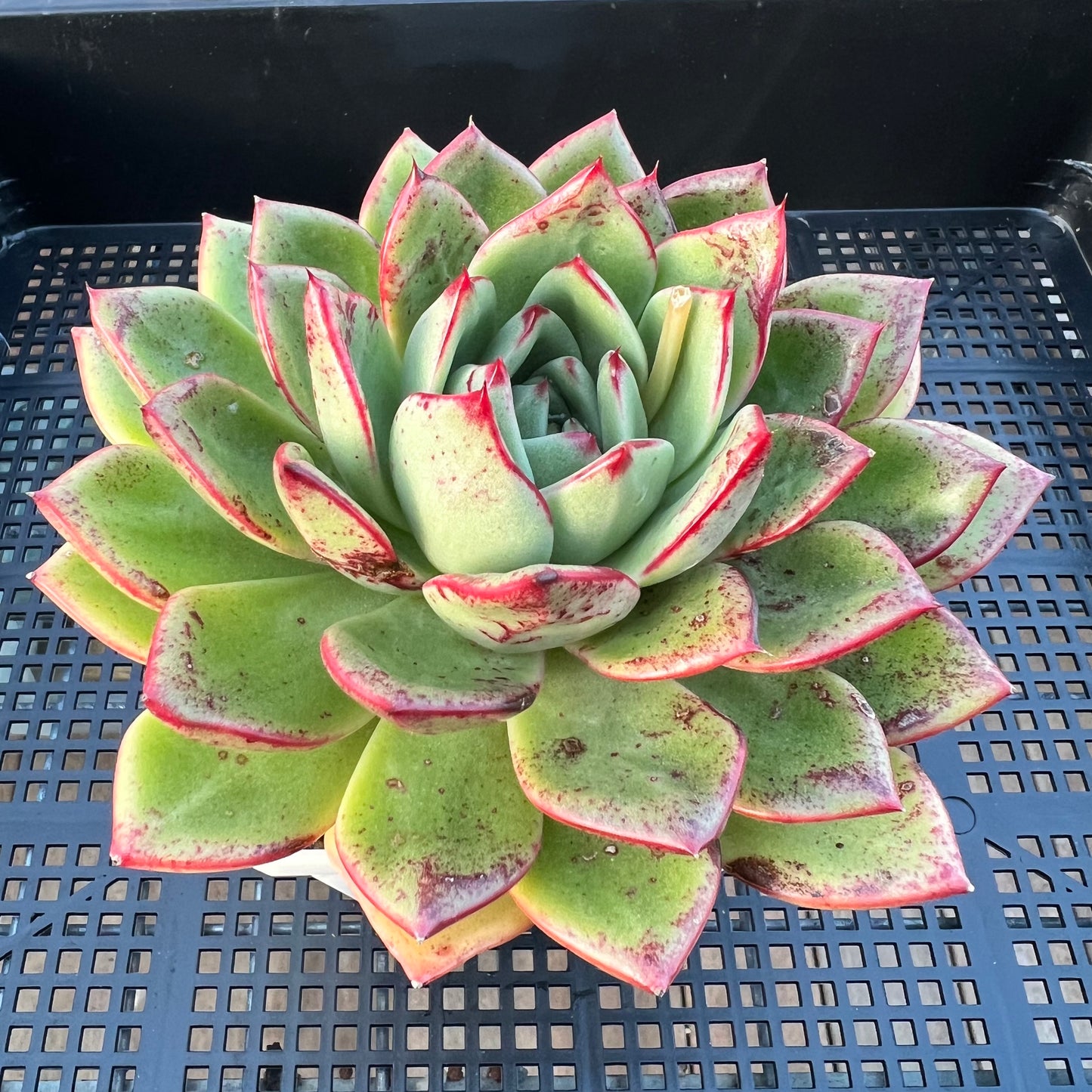 2205 Echeveria Mocha