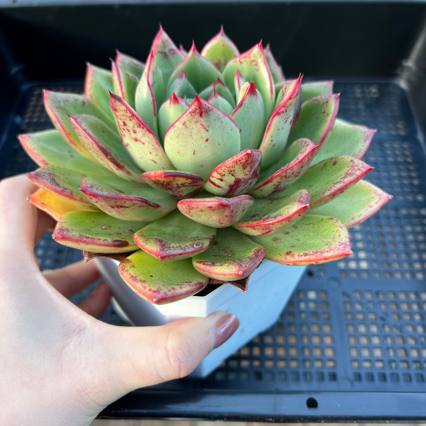 2205 Echeveria Mocha