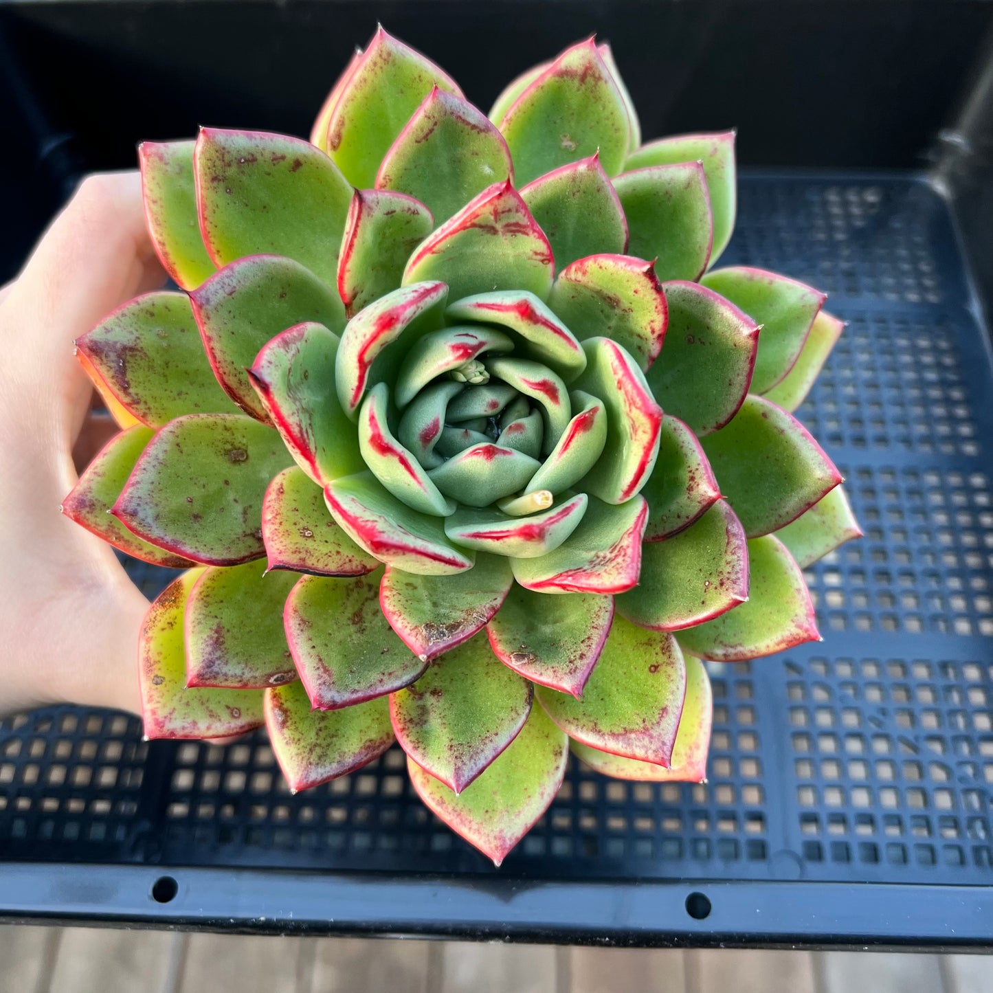 2205 Echeveria Mocha
