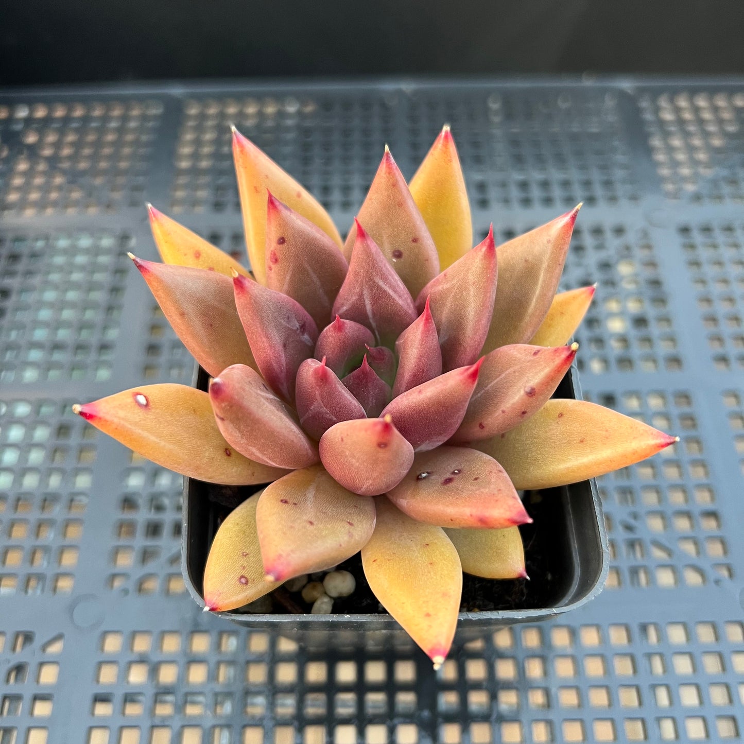 2205 Echeveria Psyche