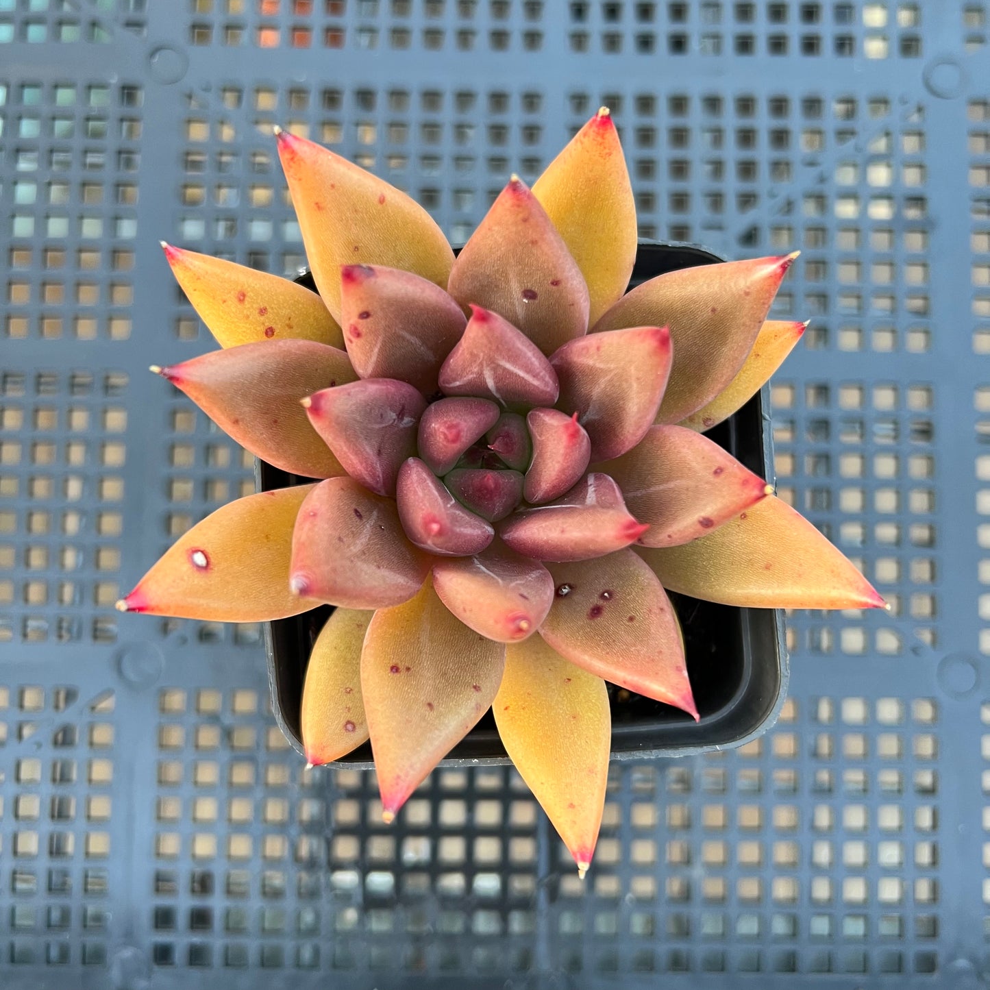 2205 Echeveria Psyche