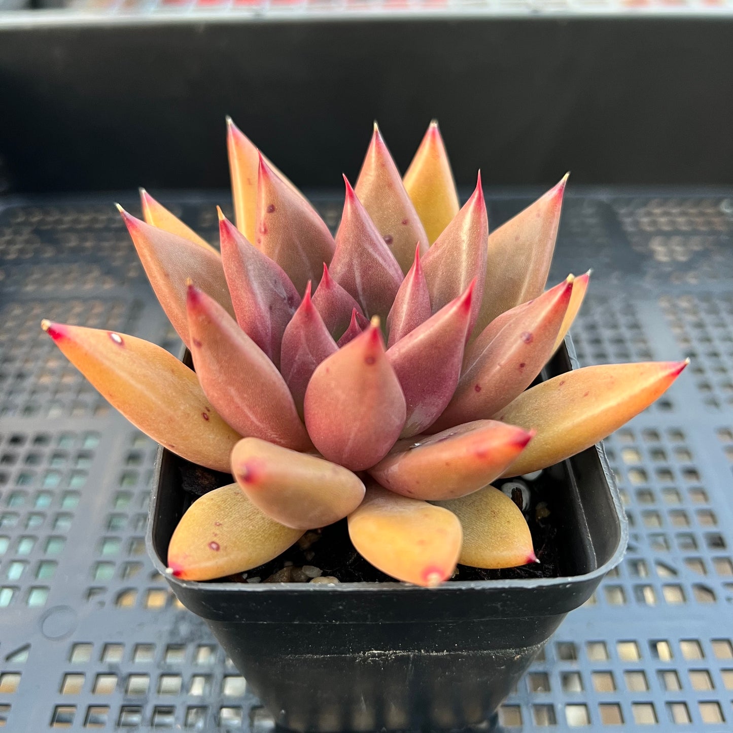 2205 Echeveria Psyche