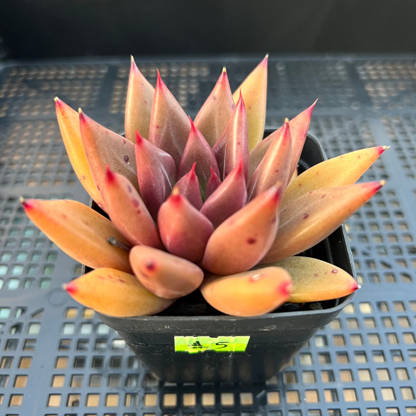 2205 Echeveria Psyche