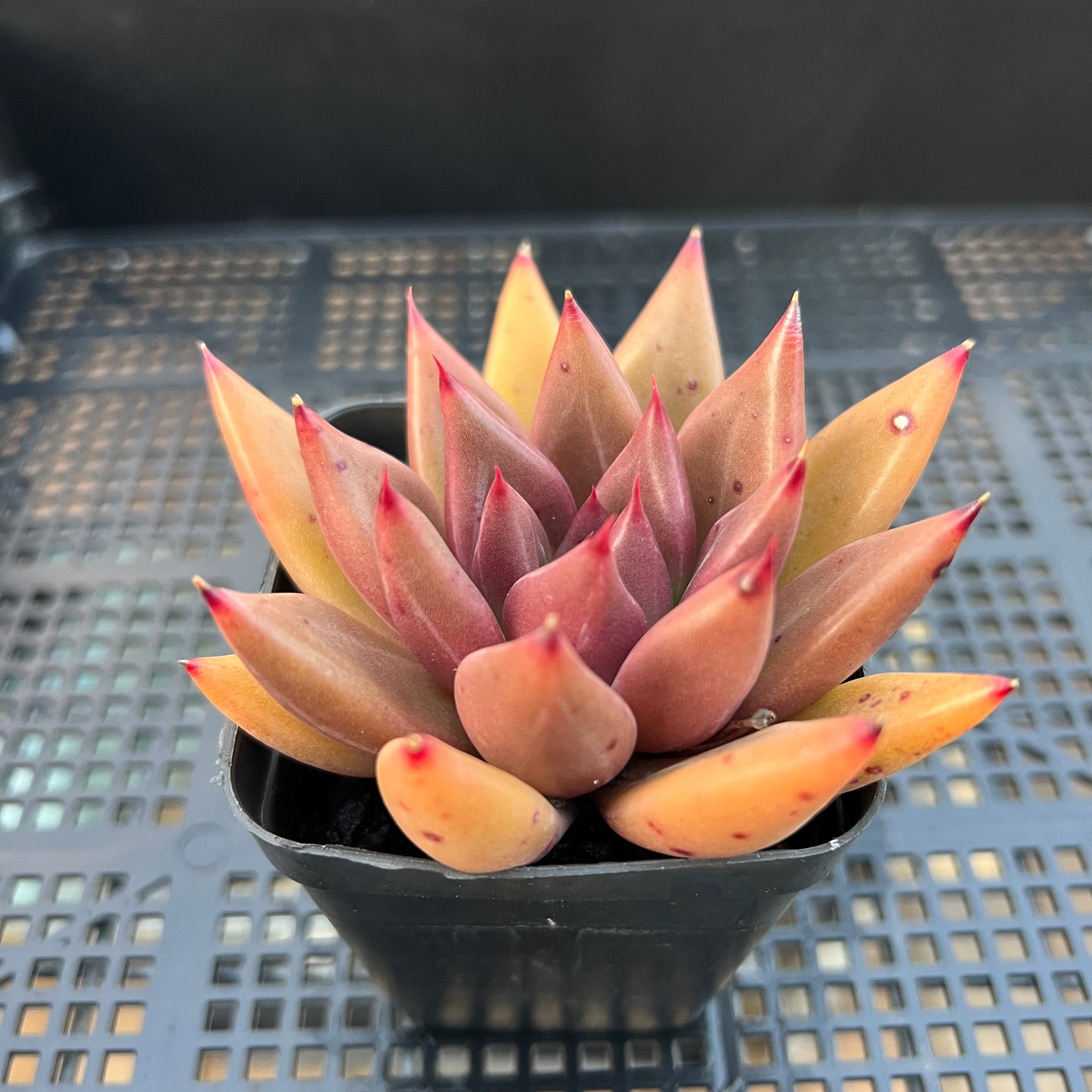 2205 Echeveria Psyche