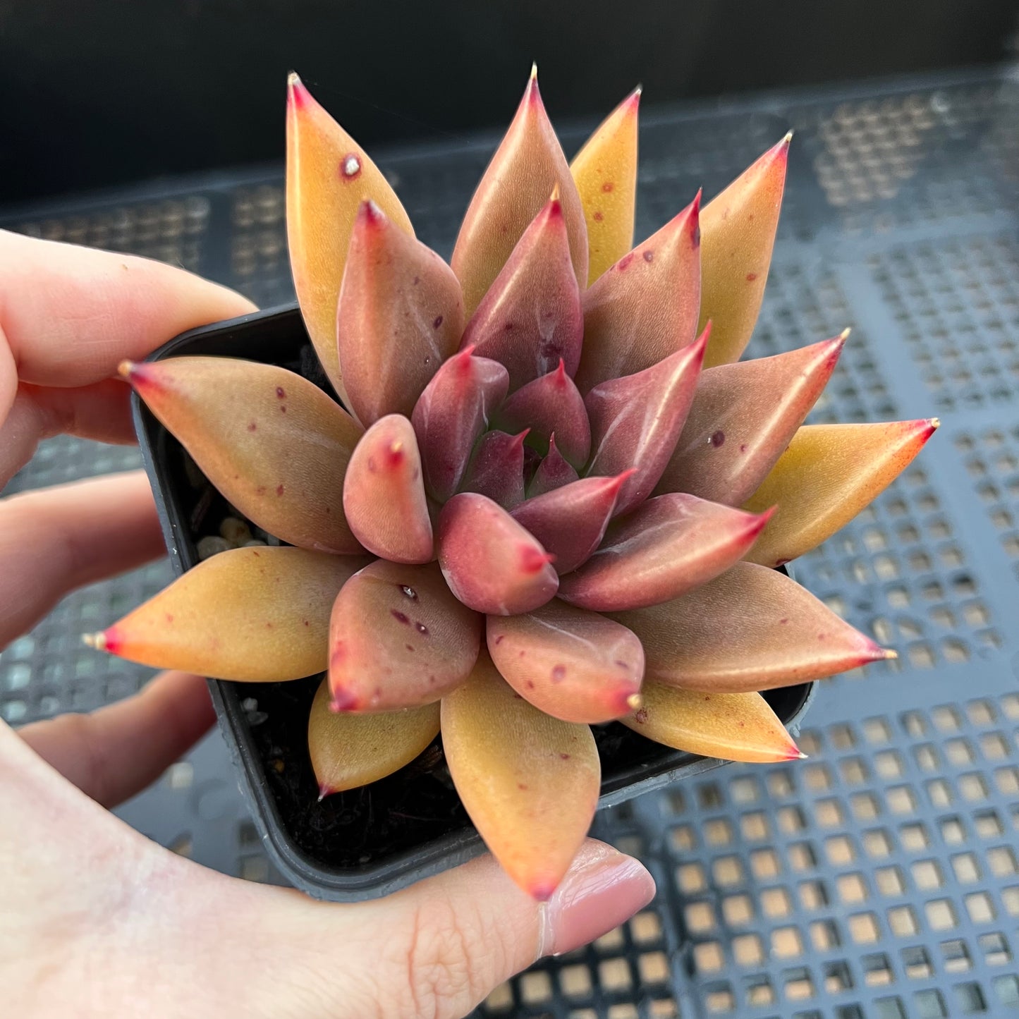 2205 Echeveria Psyche