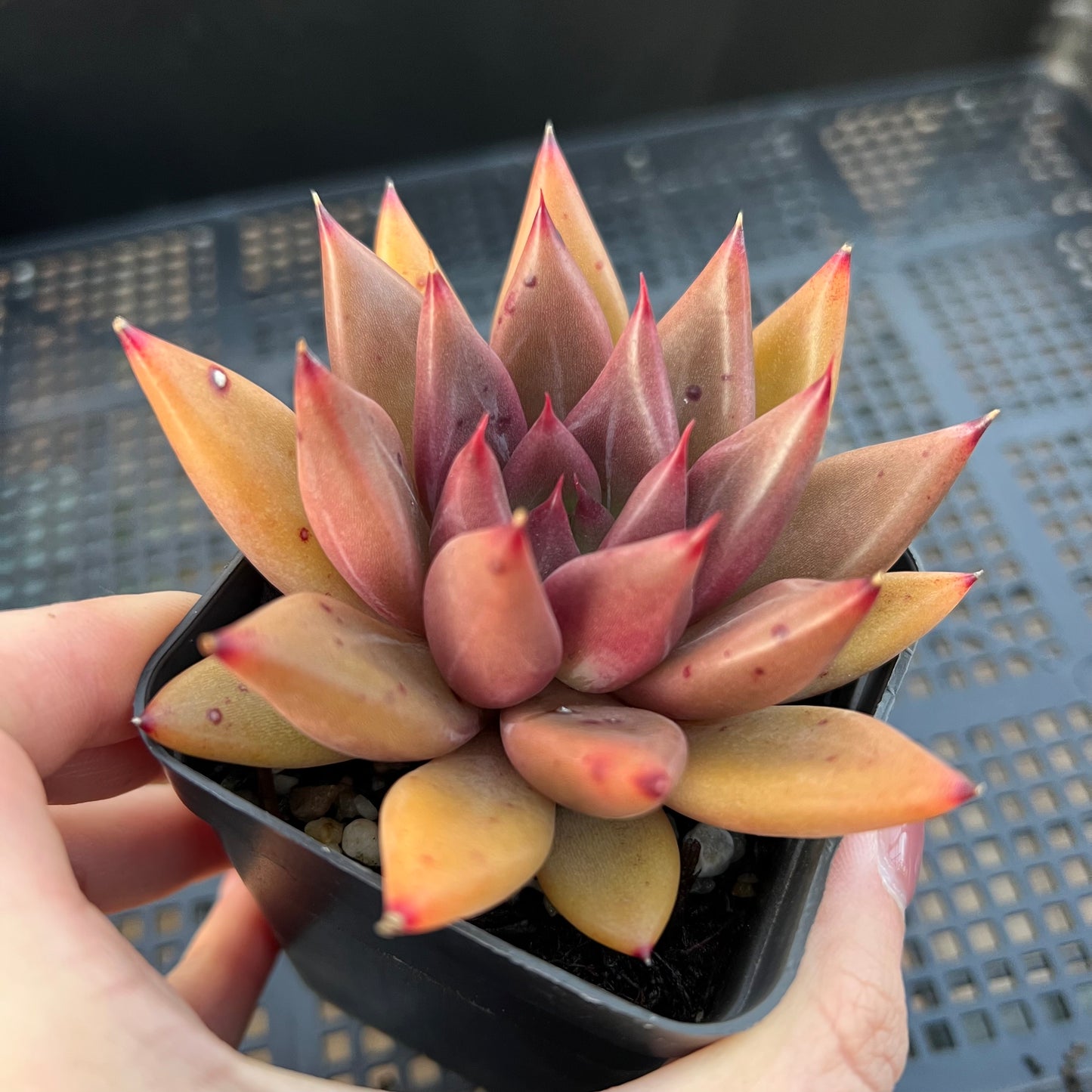 2205 Echeveria Psyche