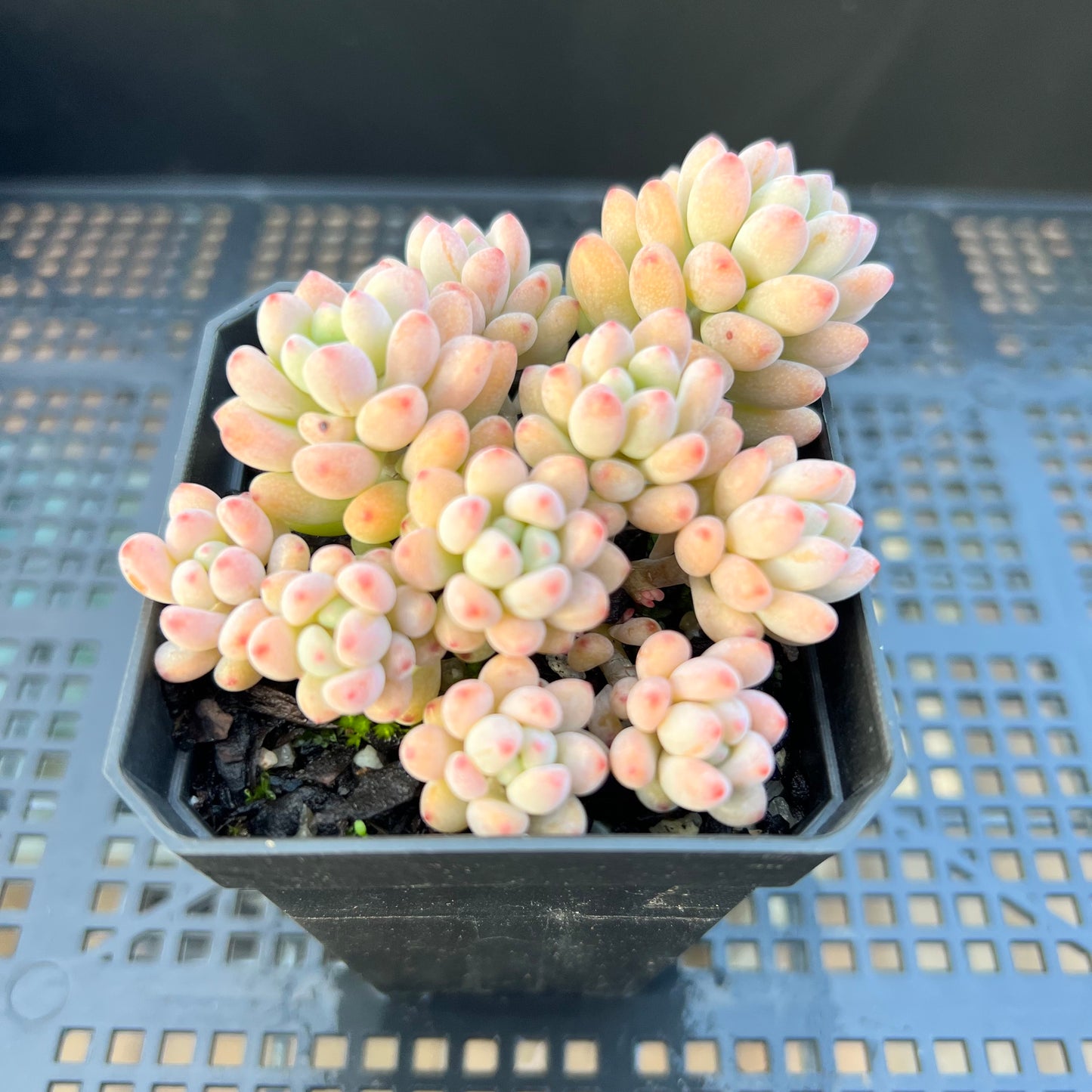 2205 Graptopetalum Microcalyx
