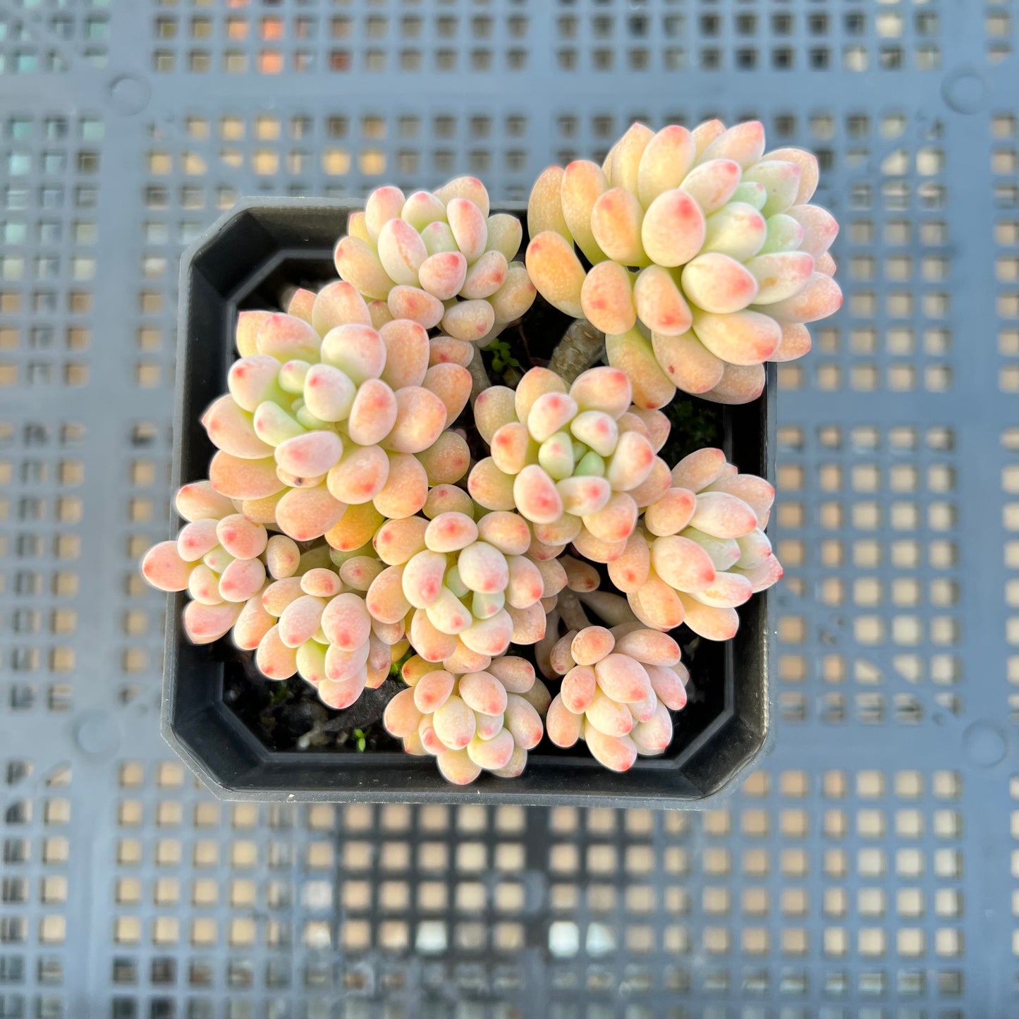 2205 Graptopetalum Microcalyx