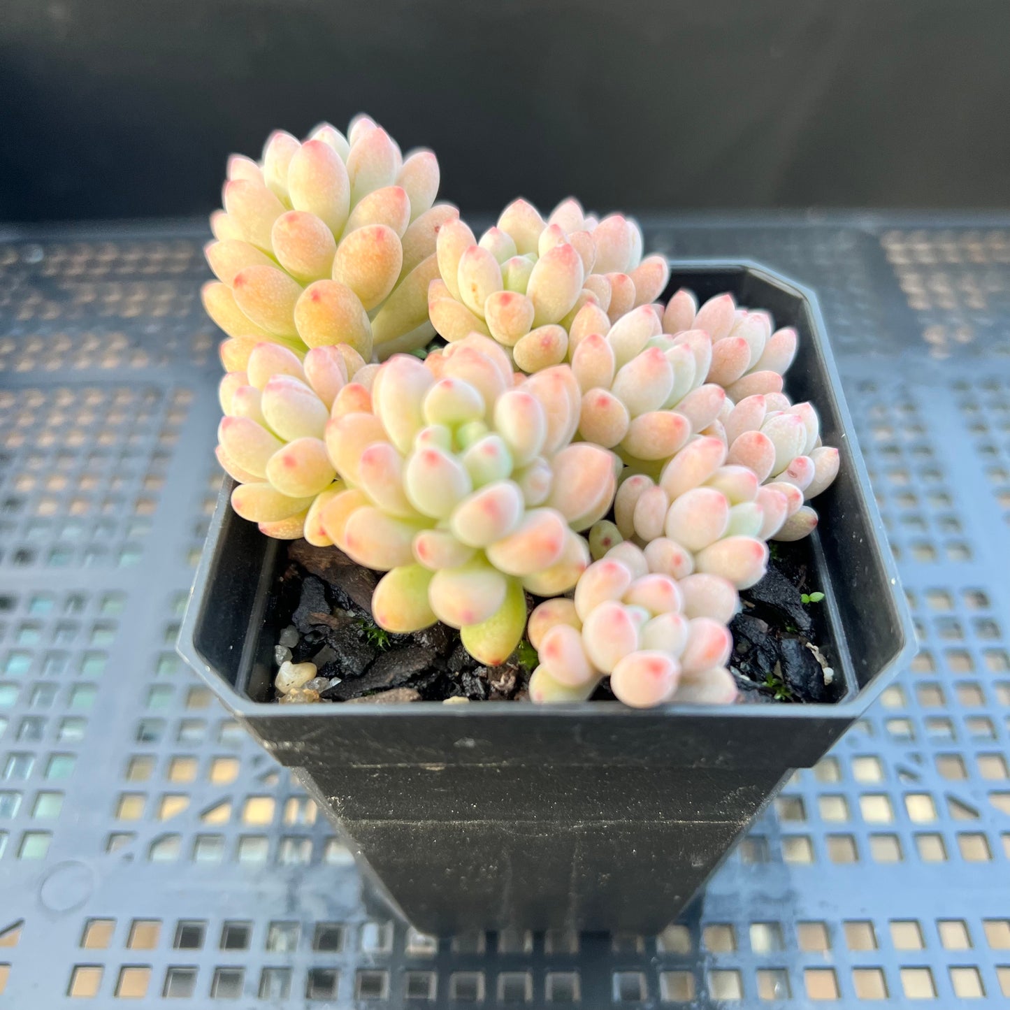 2205 Graptopetalum Microcalyx