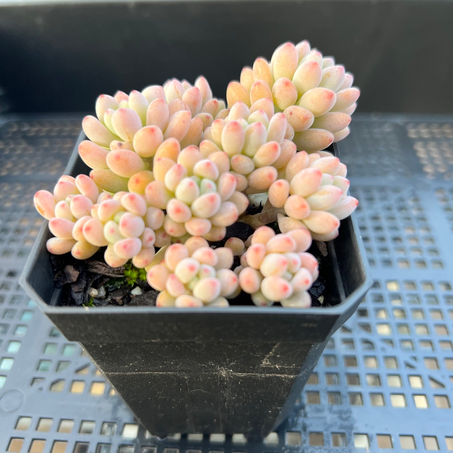 2205 Graptopetalum Microcalyx