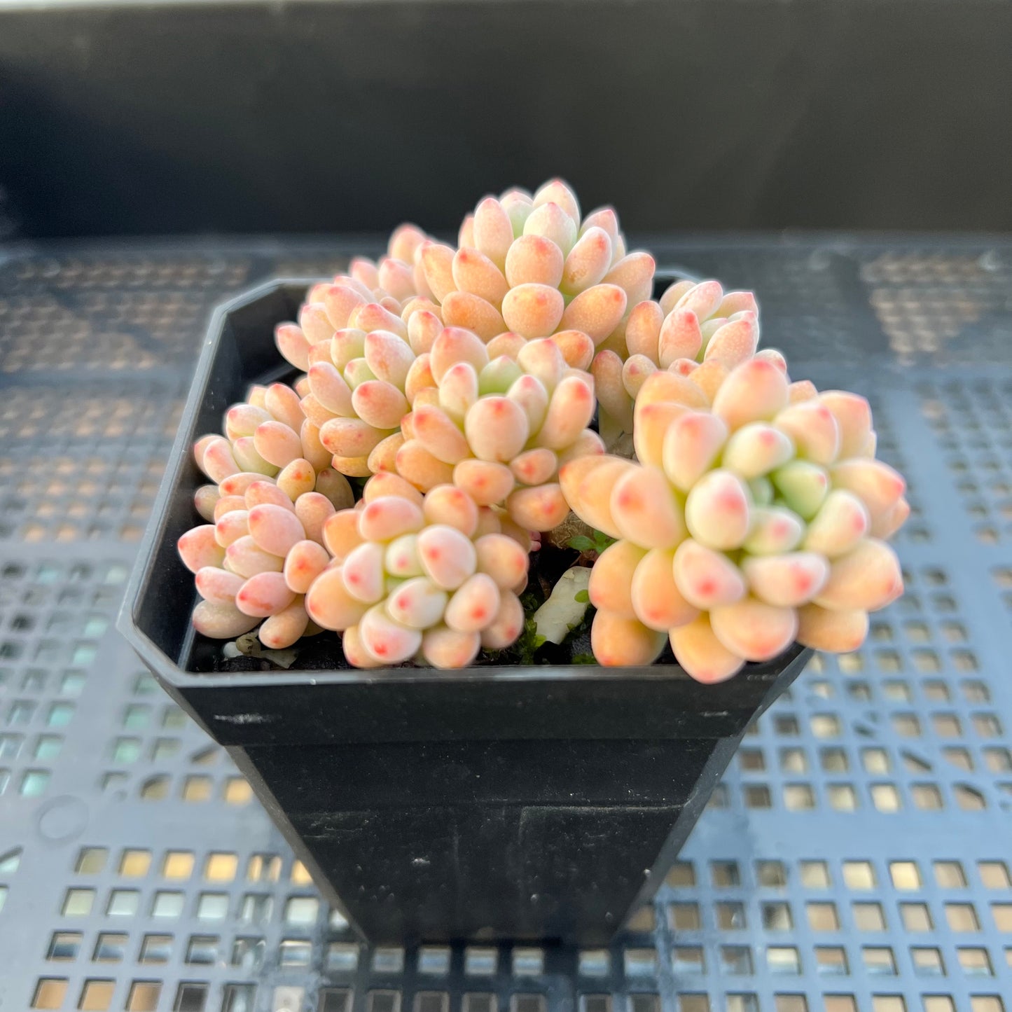 2205 Graptopetalum Microcalyx