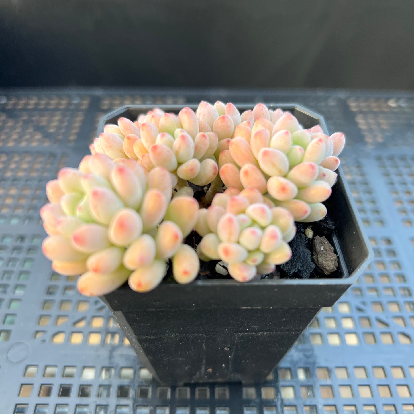 2205 Graptopetalum Microcalyx