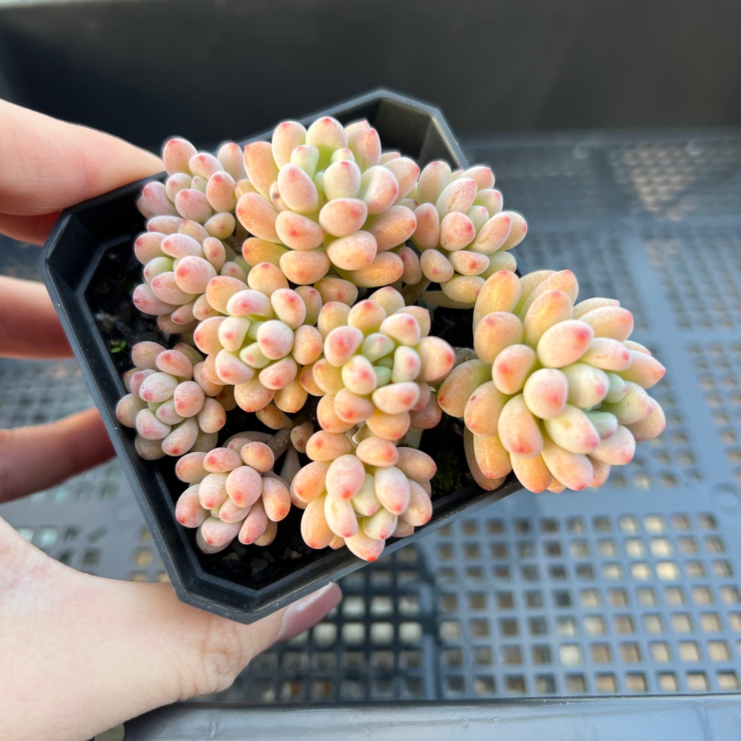 2205 Graptopetalum Microcalyx