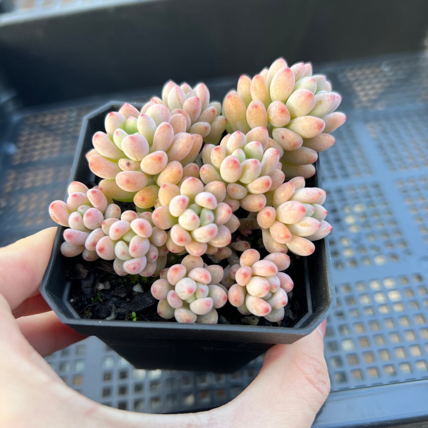 2205 Graptopetalum Microcalyx