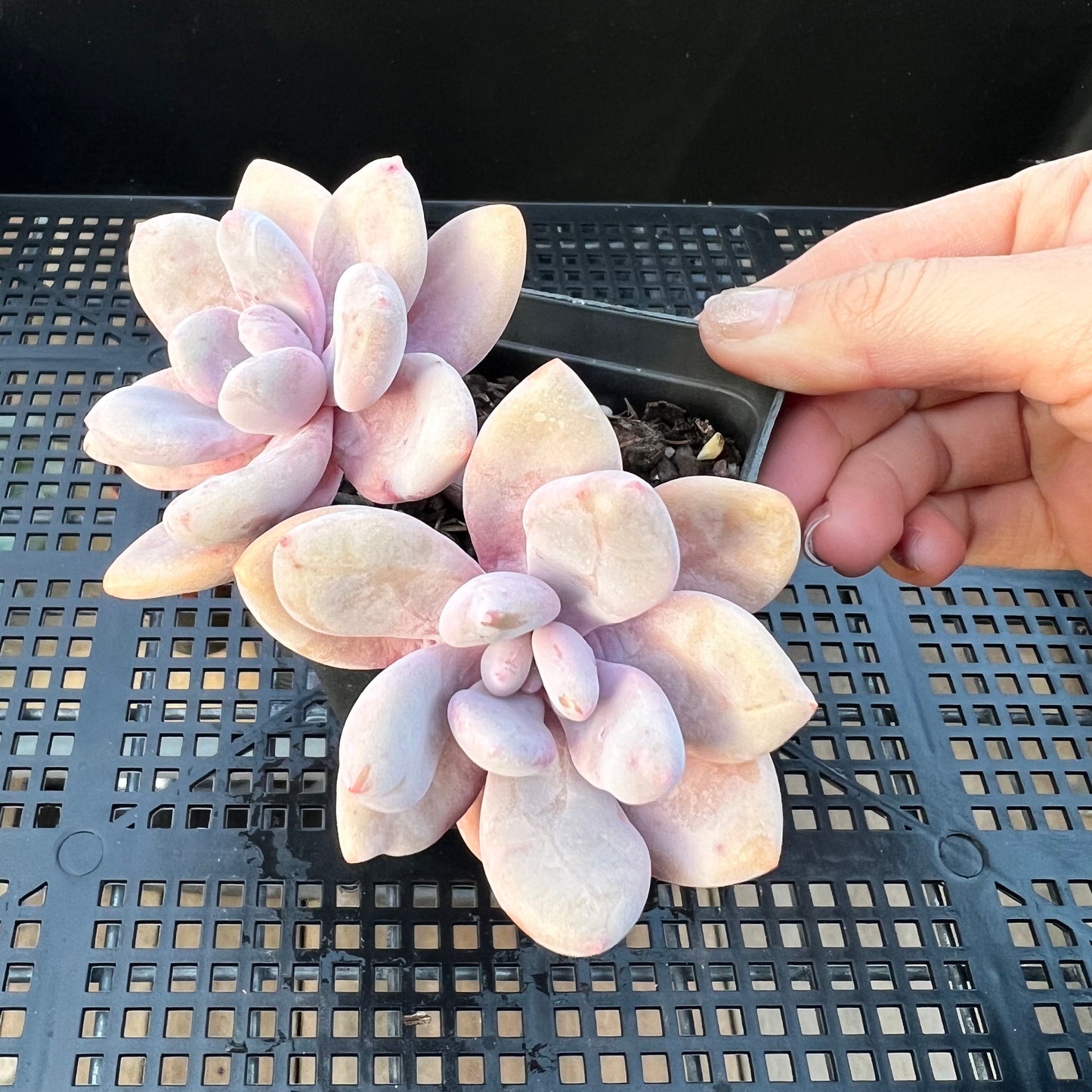 2205 Graptoveria Snow Peach