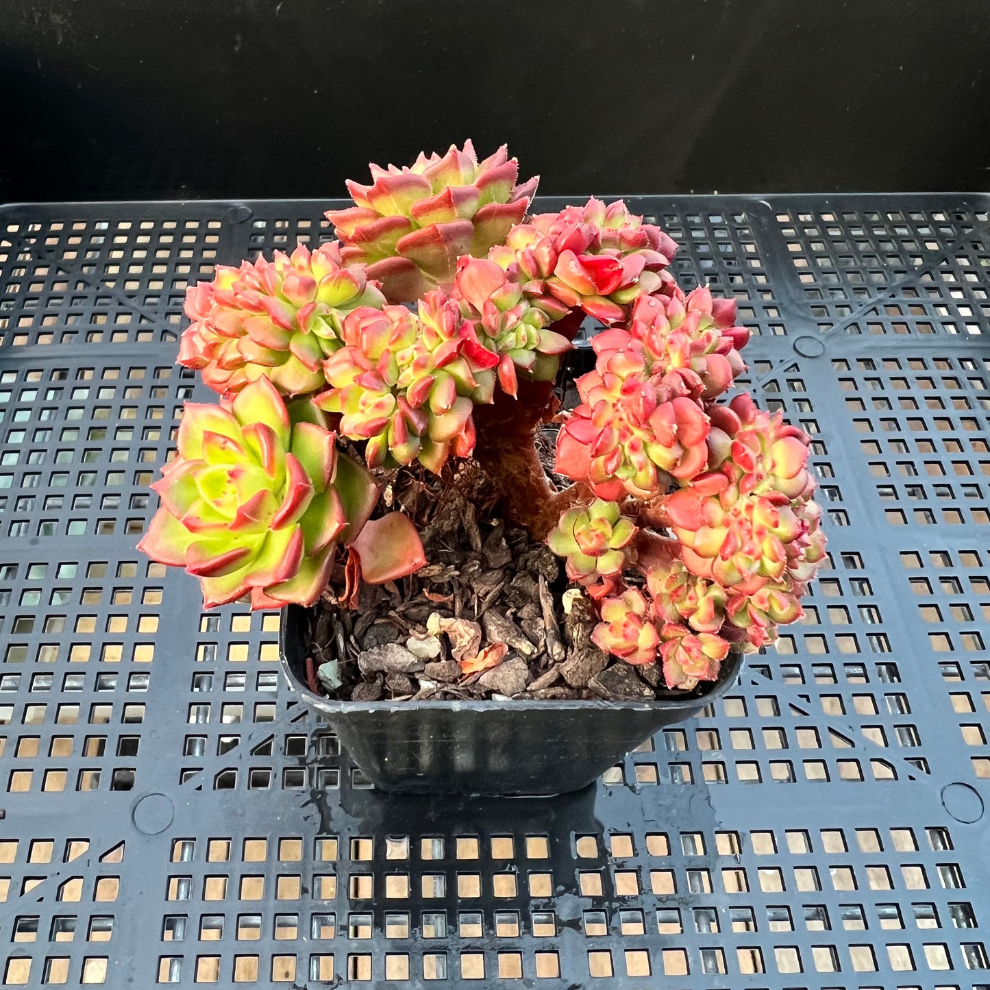 2205 Sedeveria Letizia Crest