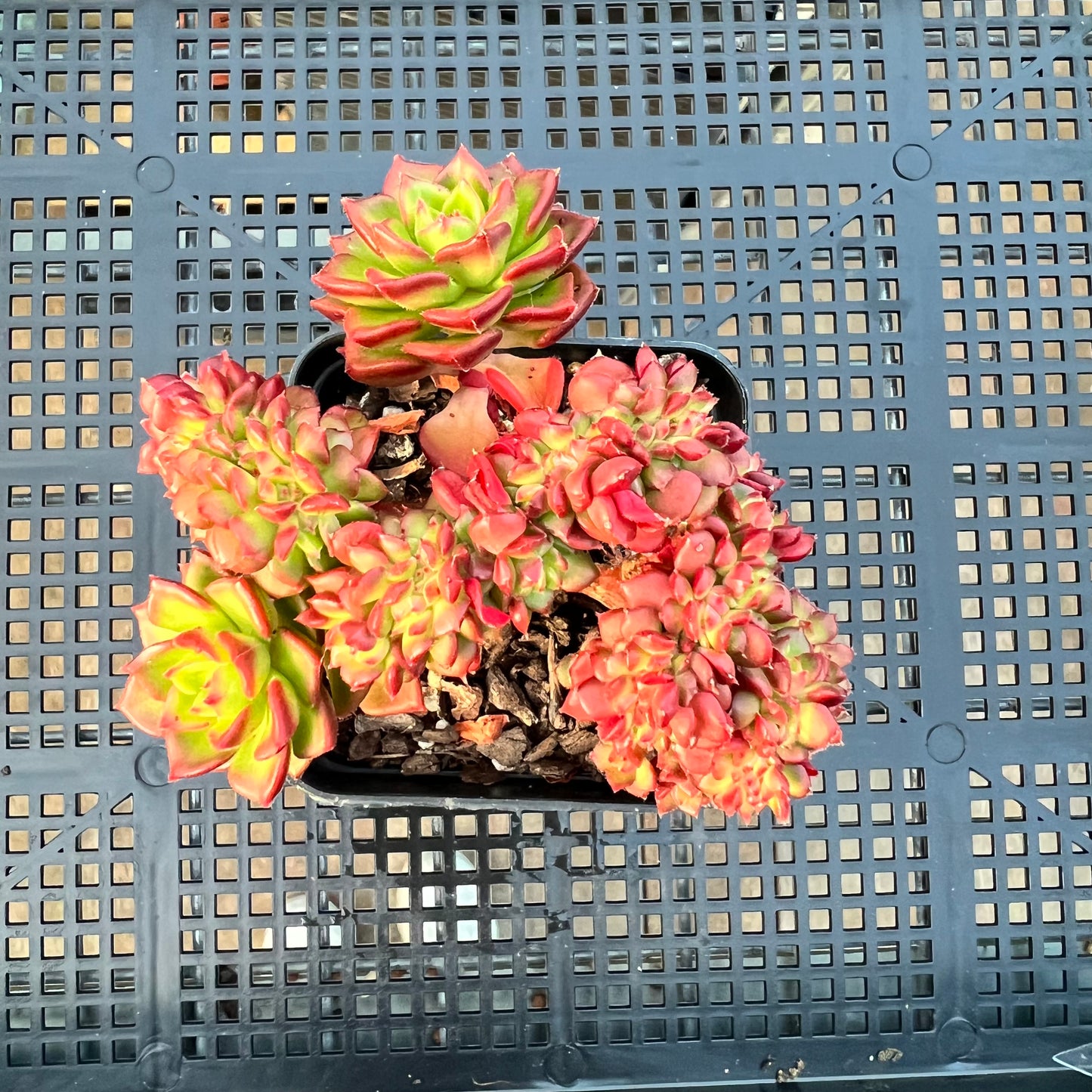 2205 Sedeveria Letizia Crest