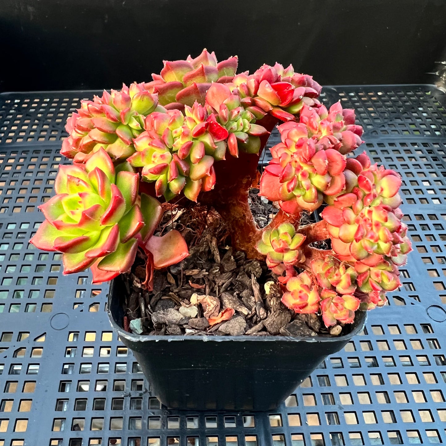 2205 Sedeveria Letizia Crest