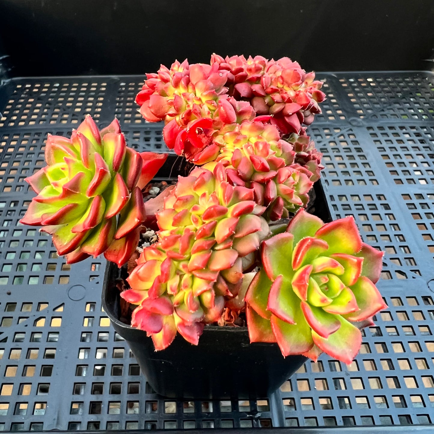 2205 Sedeveria Letizia Crest