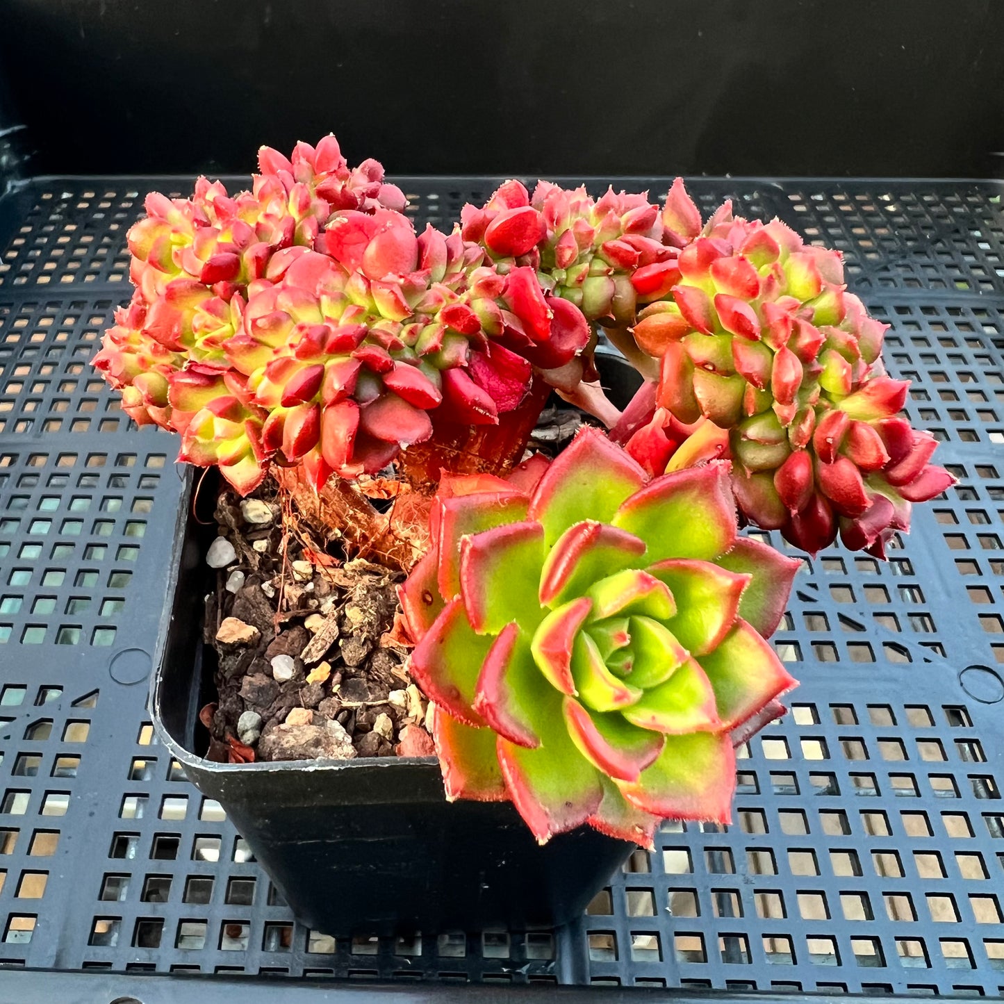 2205 Sedeveria Letizia Crest