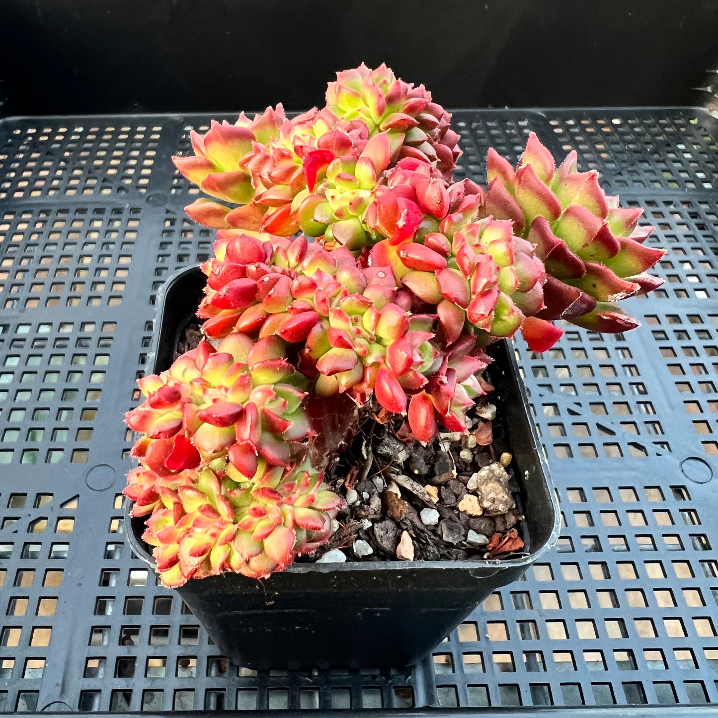 2205 Sedeveria Letizia Crest