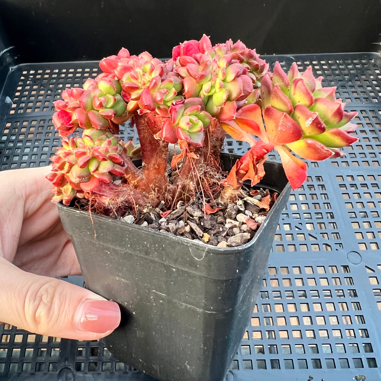 2205 Sedeveria Letizia Crest