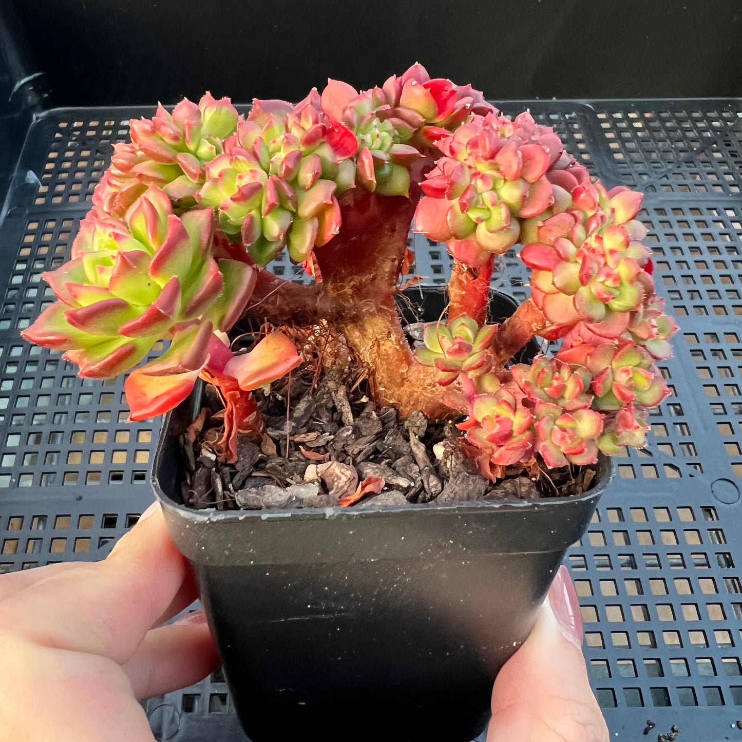 2205 Sedeveria Letizia Crest