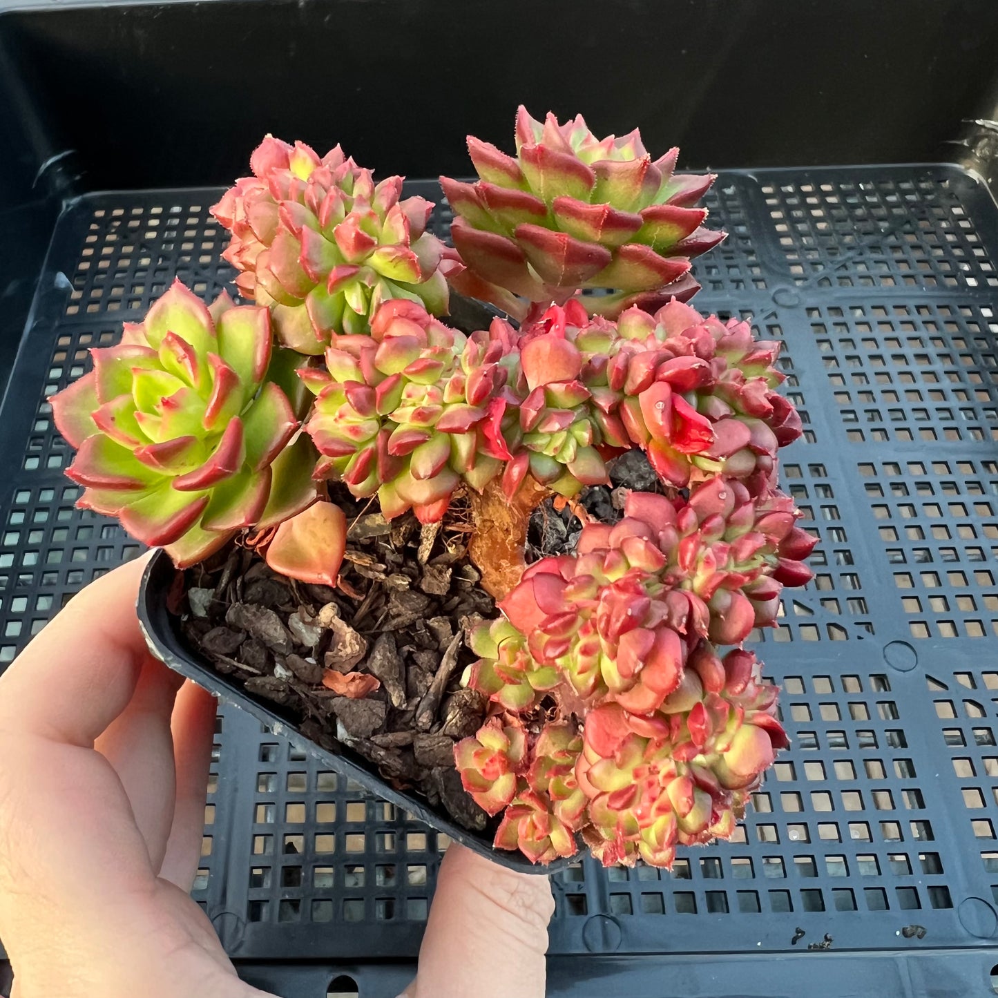 2205 Sedeveria Letizia Crest