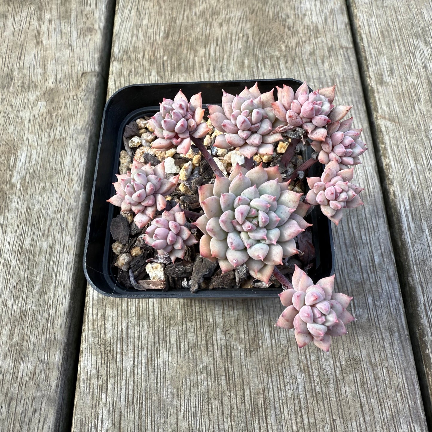 2207 Echeveria ‘Chrissy N Ryan’