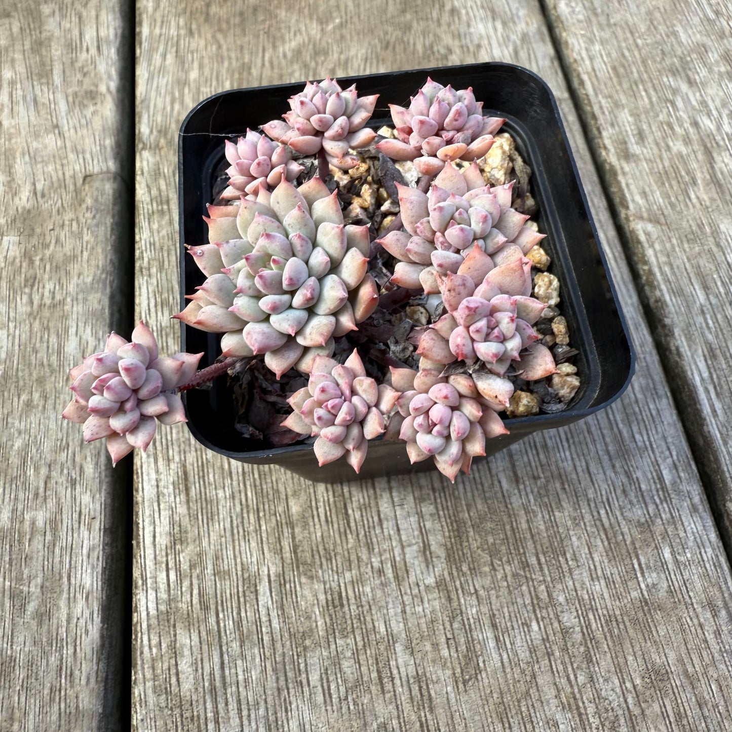 2207 Echeveria ‘Chrissy N Ryan’