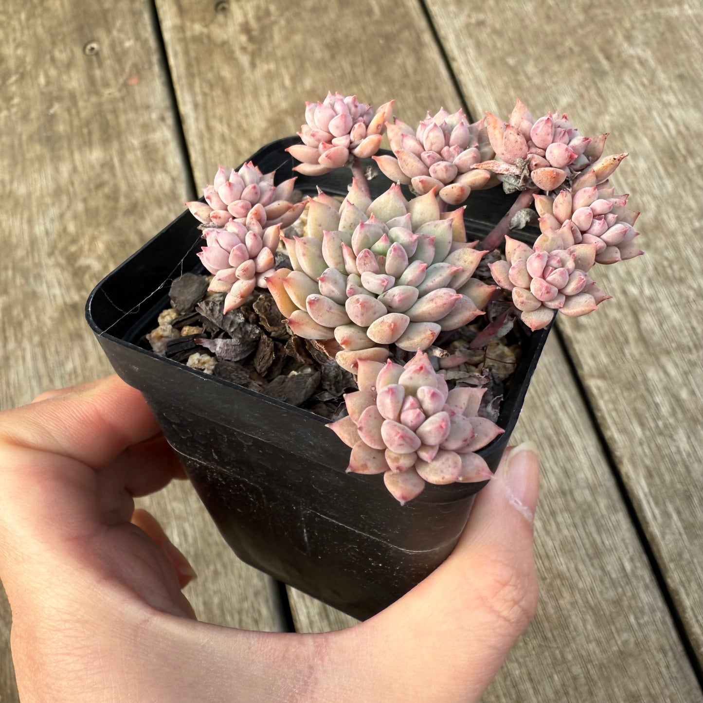 2207 Echeveria ‘Chrissy N Ryan’