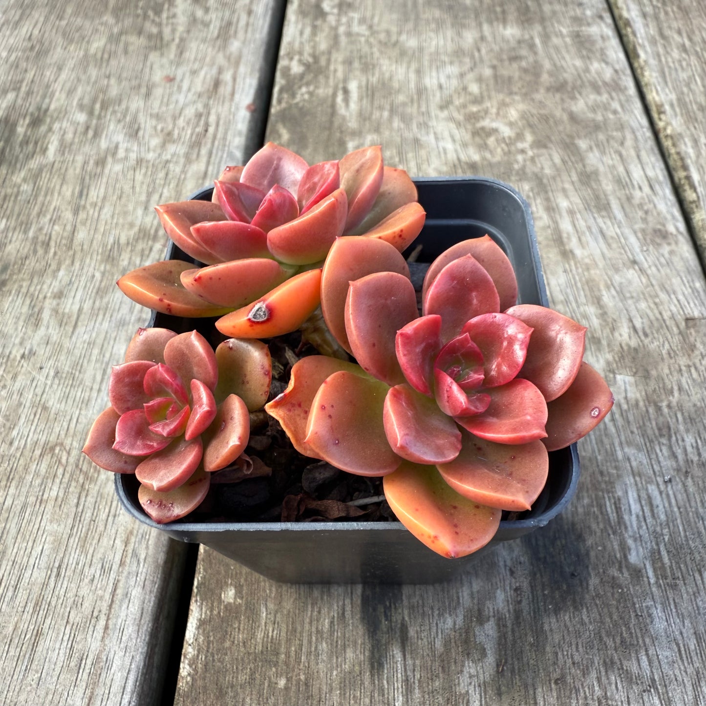 2207 Echeveria Chroma (Multi)