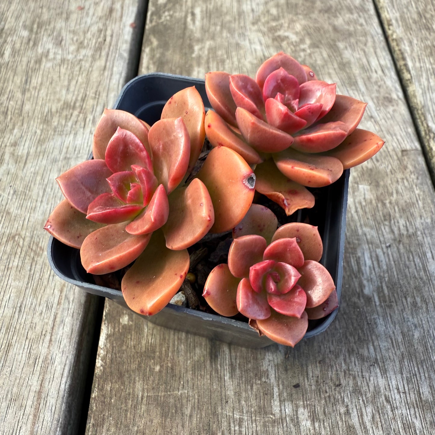 2207 Echeveria Chroma (Multi)