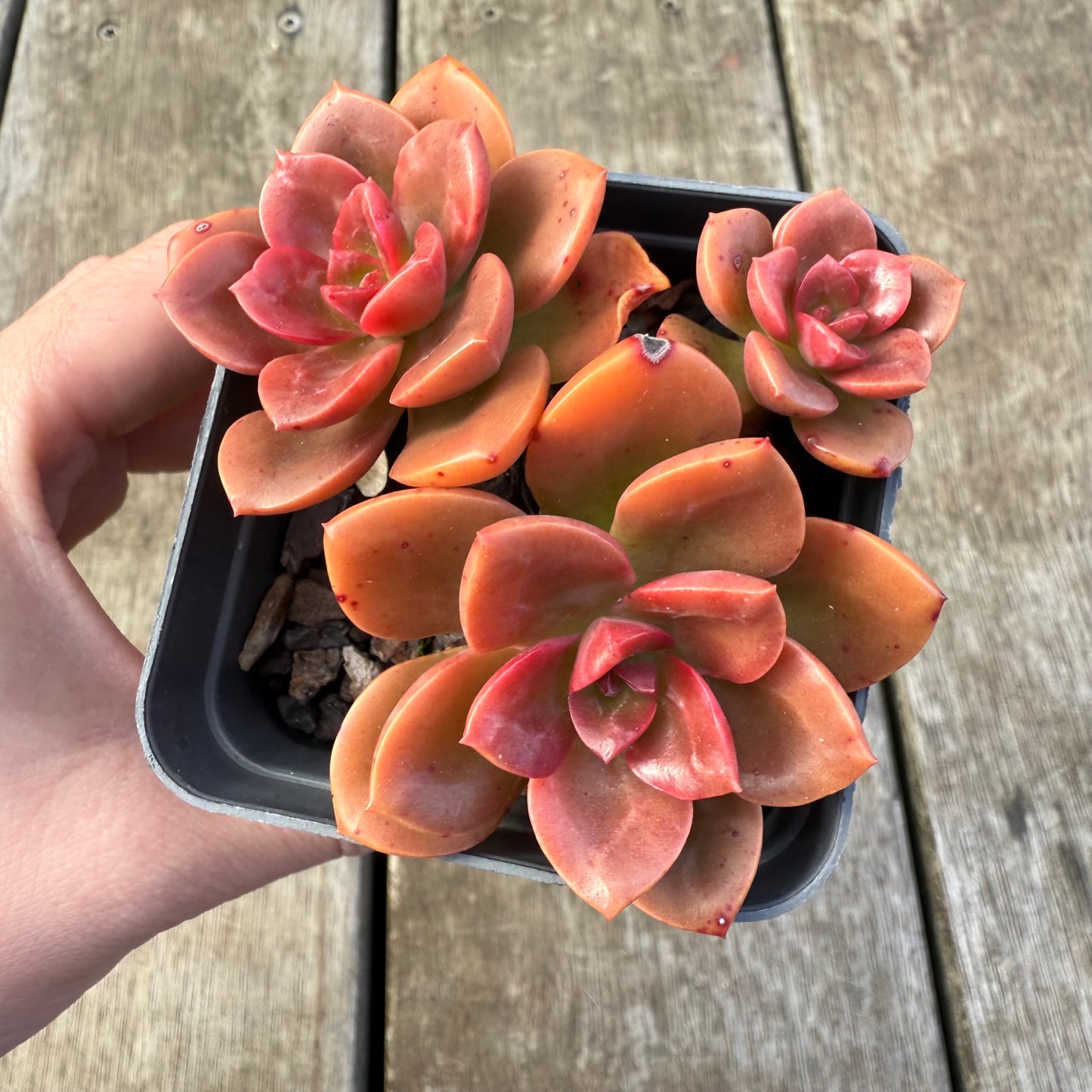 2207 Echeveria Chroma (Multi)