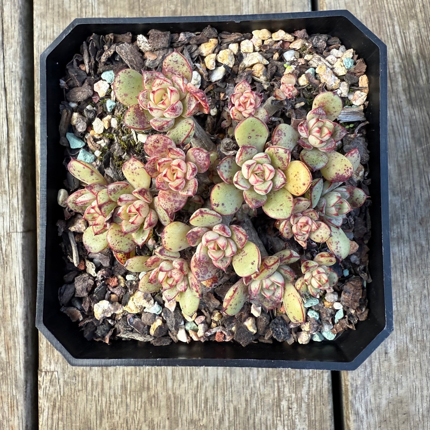 2207 Echeveria Minima x Ballsii (Large Clump)