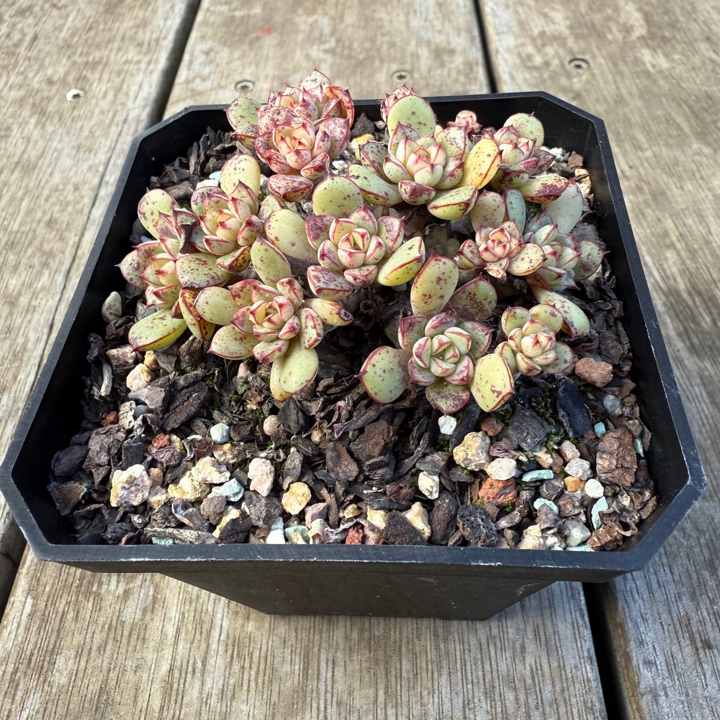 2207 Echeveria Minima x Ballsii (Large Clump)