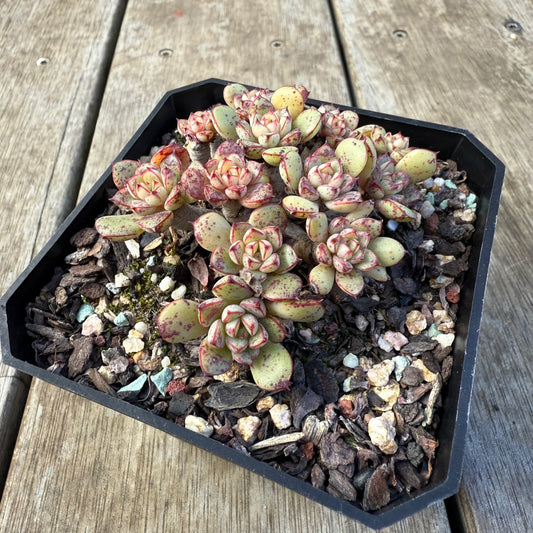 2207 Echeveria Minima x Ballsii (Large Clump)