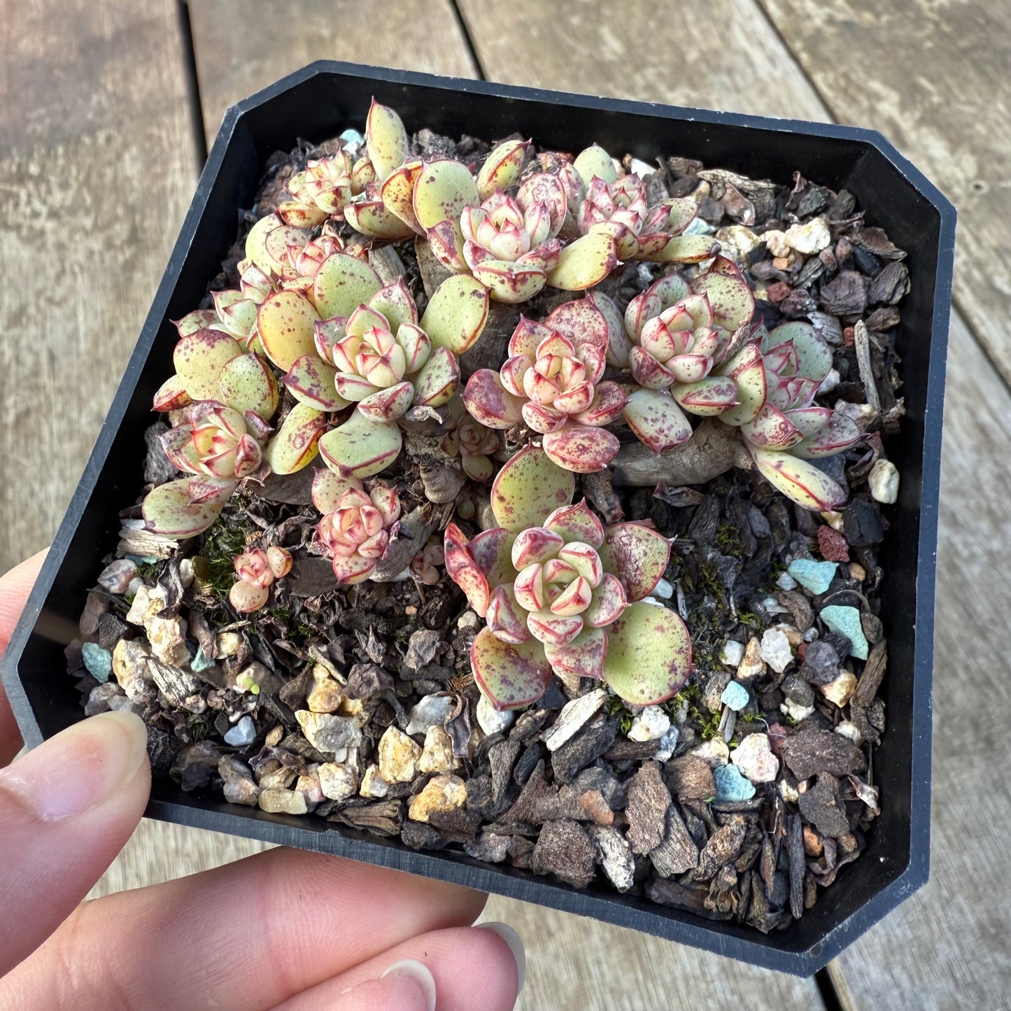 2207 Echeveria Minima x Ballsii (Large Clump)