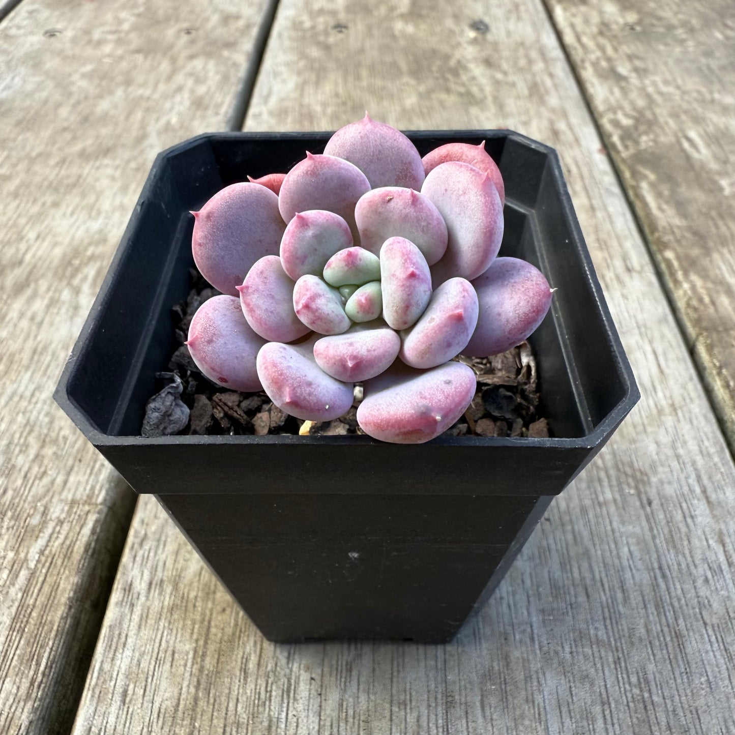 2207 Echeveria Mulan