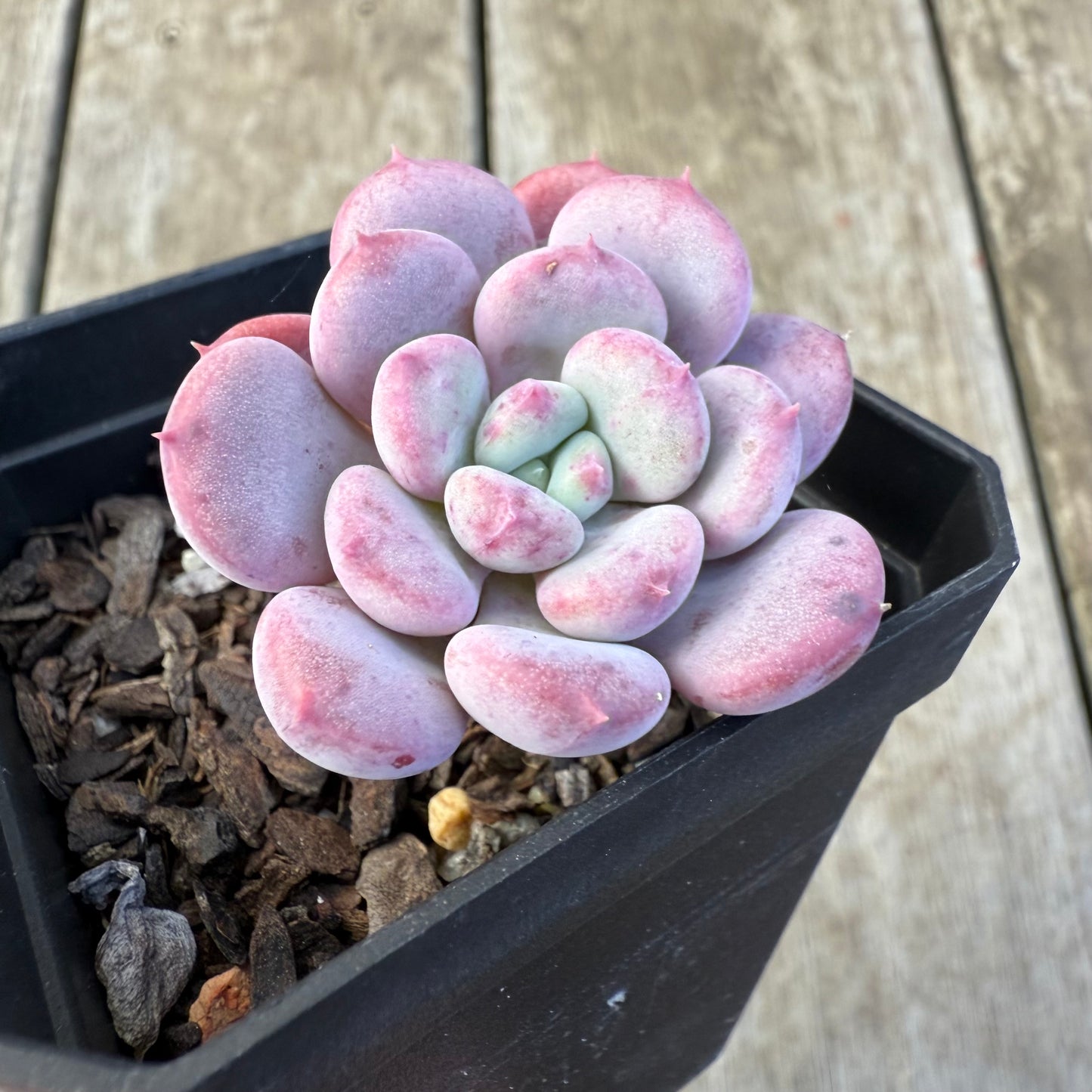 2207 Echeveria Mulan