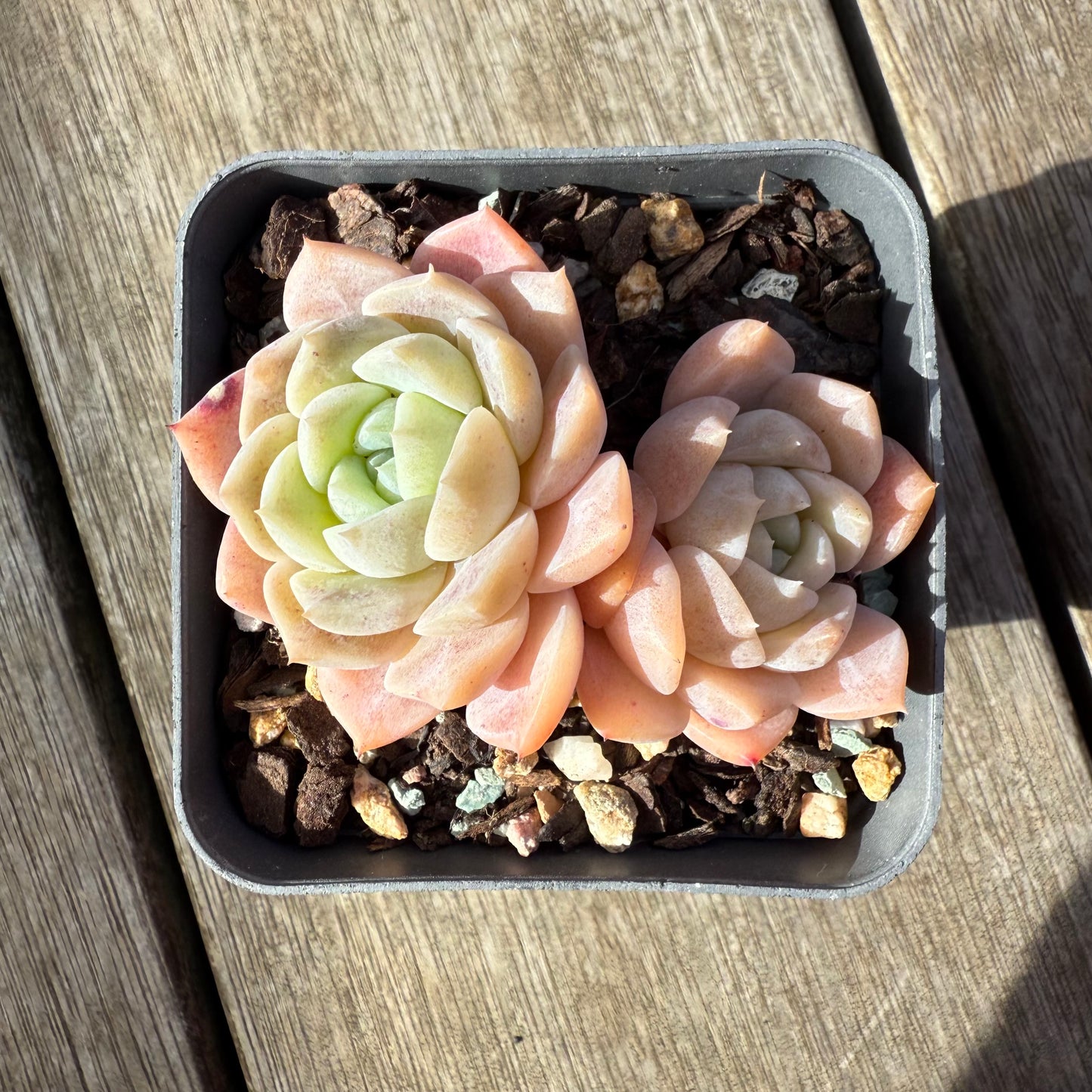 2207 Echeveria Pure Love