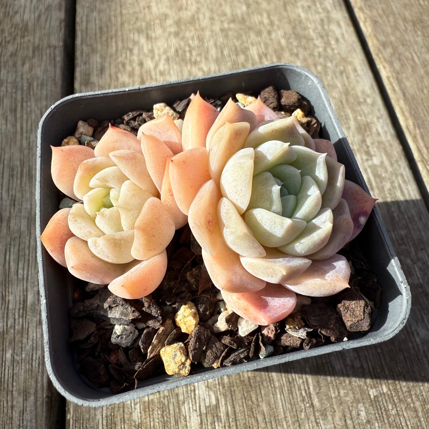 2207 Echeveria Pure Love