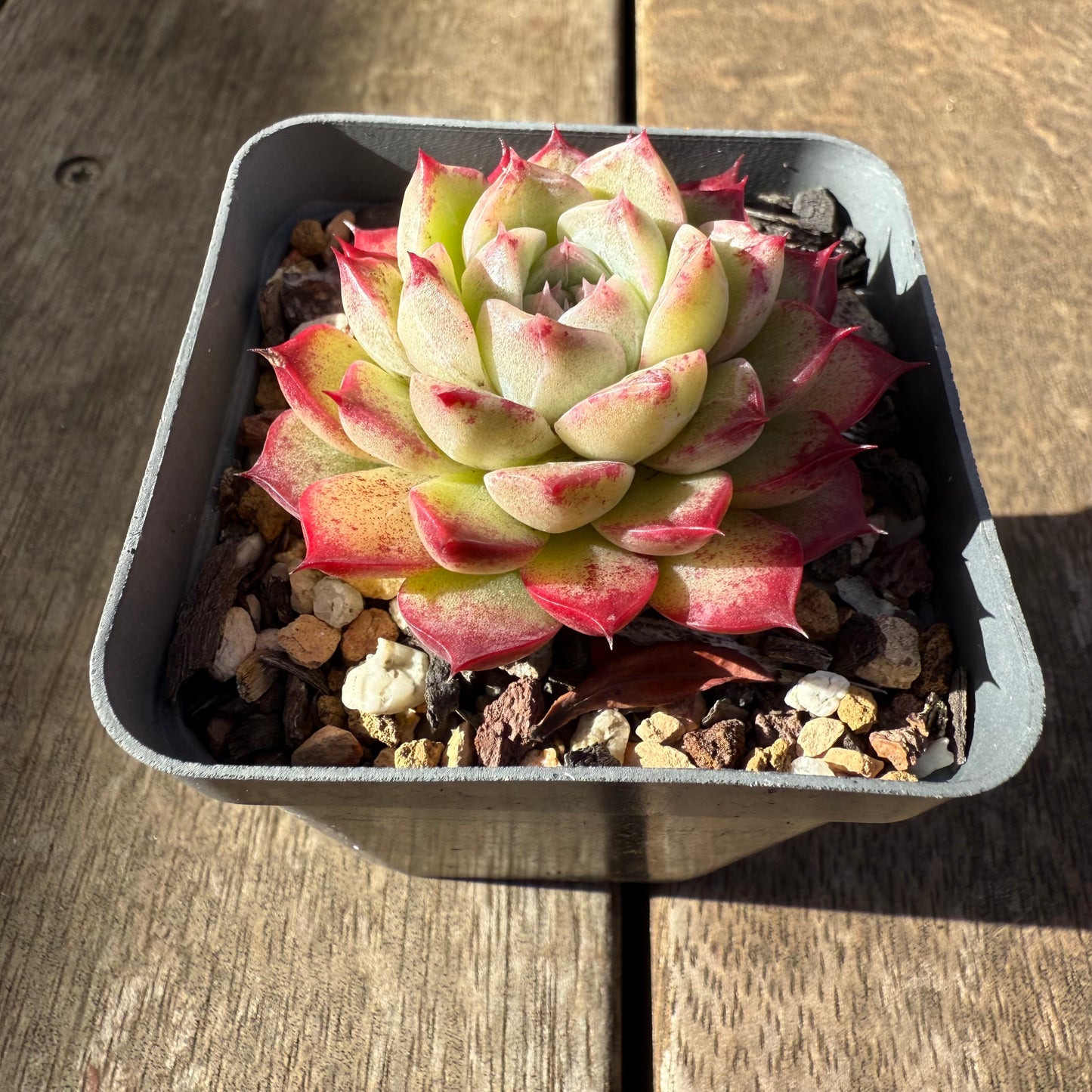 2207 Echeveria 'Queen Red'