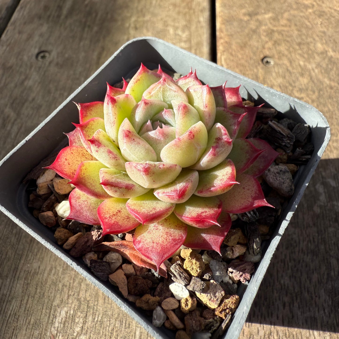 2207 Echeveria 'Queen Red'
