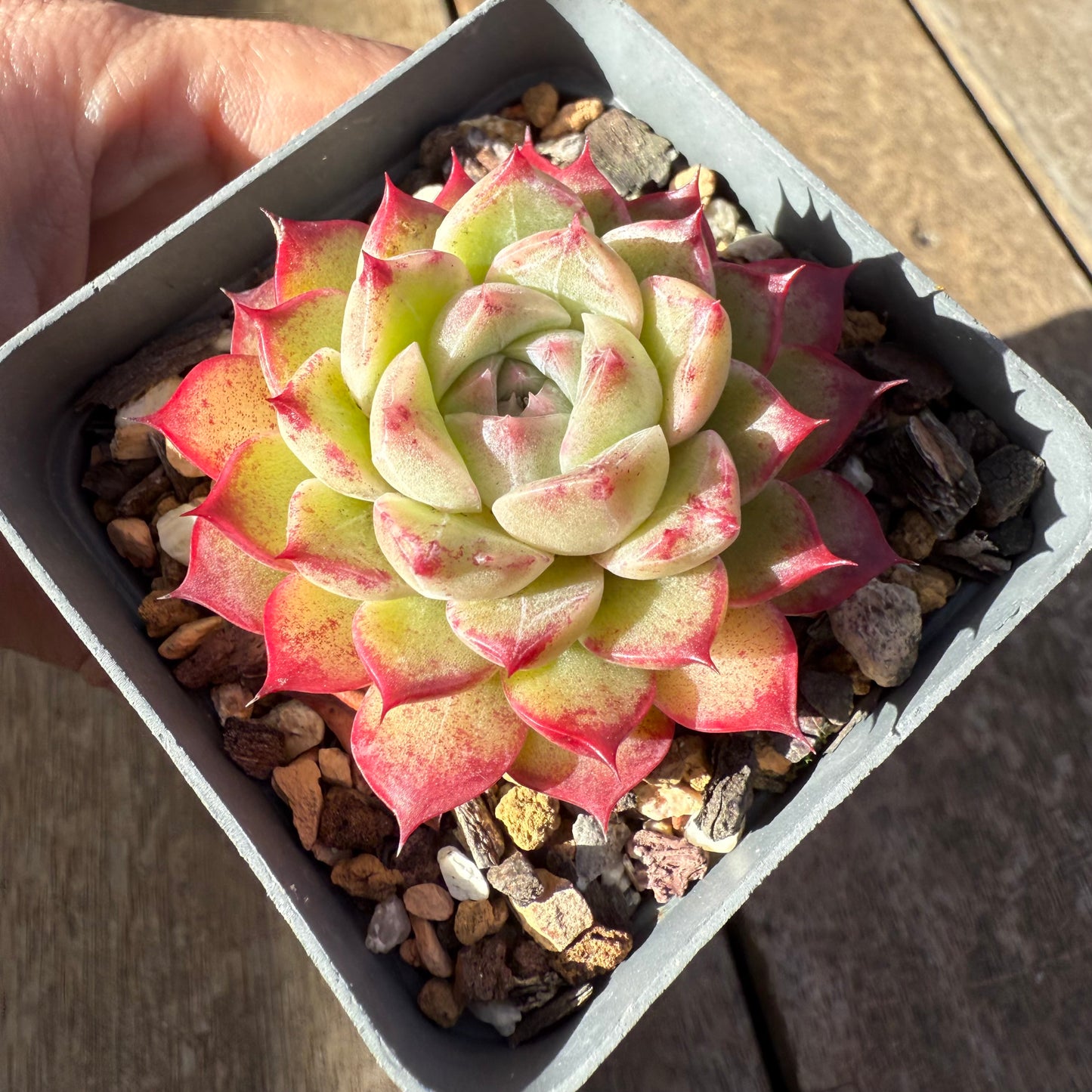 2207 Echeveria 'Queen Red'